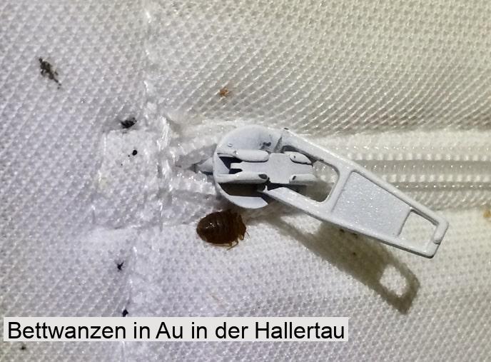 Bettwanzen in Au in der Hallertau